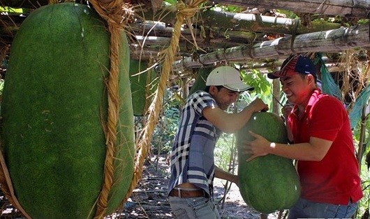 Nông dân thu hoạch bí đao ở bàu Chánh Trạch.