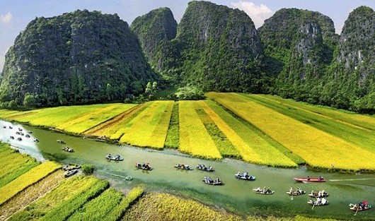 Say lòng vẻ đẹp cánh đồng lúa Ninh Bình