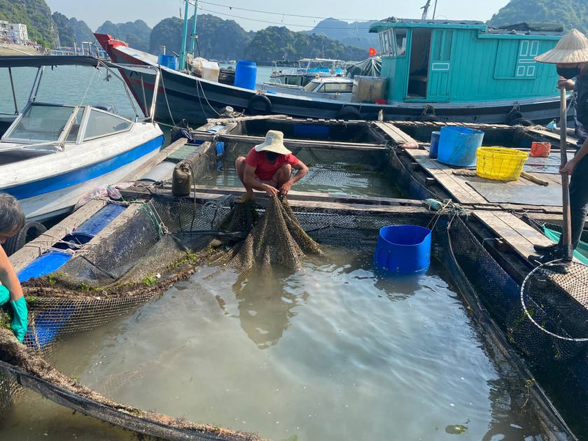 Nhiều hộ nuôi trồng thủy sản phải di dời các cơ sở nuôi cá lồng bè tại vịnh Cát Bà.