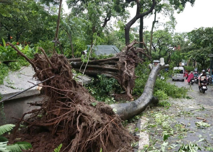 Ban Quản lý di sản Văn hoá và Thiên nhiên thế giới Tràng An muốn mua hoặc chuyển đổi cây xanh ở TP Hà Nội bị bão số 3 quật đổ với số lượng lớn.