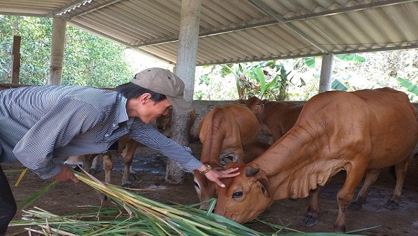 Vốn chính sách giúp hàng nghìn hộ đoàn viên nghèo ổn định cuộc sống và vươn lên làm giàu chính đáng.