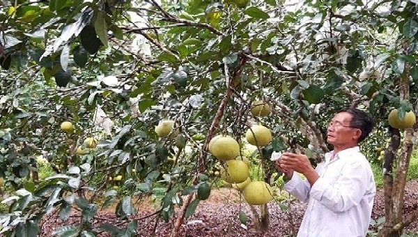 Từ vốn vay chính sách xã hội, ông Nguyễn Văn Minh (xã Kim Hóa, Tuyên Hóa, Quảng Bình) đã phát triển kinh tế gia đình bền vững