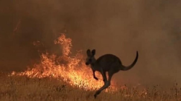 24 người bị truy tố vì tội cố tình phóng hỏa gây cháy rừng ở Australia