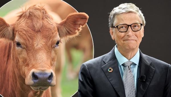 Tỷ phú Bill Gates cho rằng "các quốc gia giàu có", như Mỹ và ở Tây Âu, nên chuyển sang ăn 100% "thịt bò tổng hợp". 