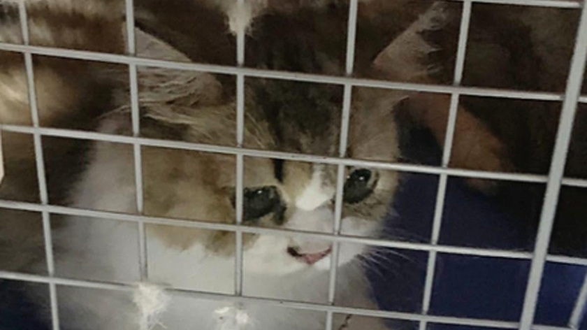 Một con mèo nhập lậu vào Đài Loan bị nhốt trong lồng trước khi đem đi tiêu hủy hôm 21/8. Ảnh: CNA.