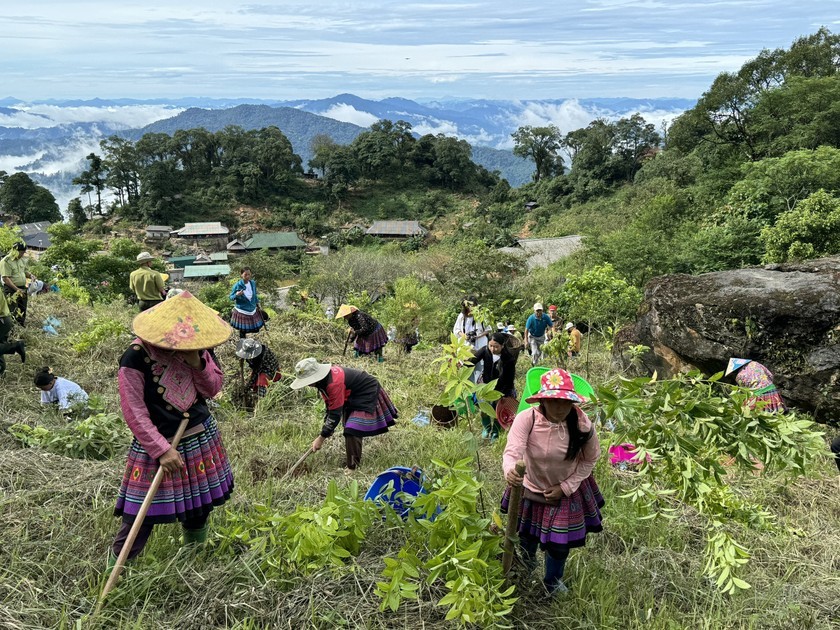 Triển khai t&iacute;n chỉ carbon từ rừng c&oacute; thể g&oacute;p phần tạo động lực cho người d&acirc;n &amp;amp;amp;quot;b&aacute;m rừng&amp;amp;amp;quot; v&agrave; bảo vệ rừng bền vững. (Ảnh: Linh Chi)