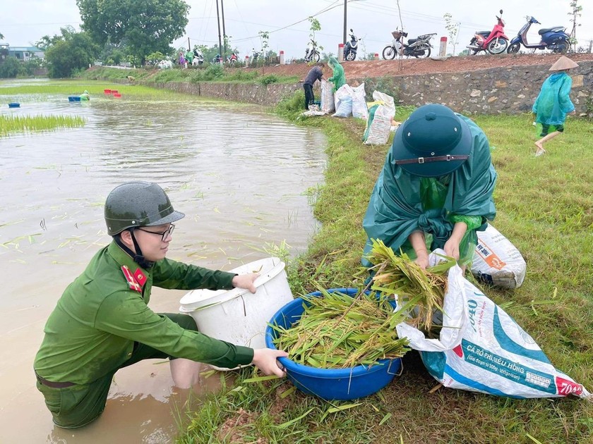 Hình ảnh công an các đơn vị khẩn trương xuống đồng cùng bà con gặt lúa. 