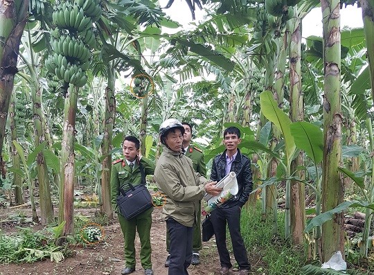 Cơ quan chức năng đang kiểm tra hiện trường, xác định thiệt hại tại vườn chuối của hộ ông Lưu Văn Giang