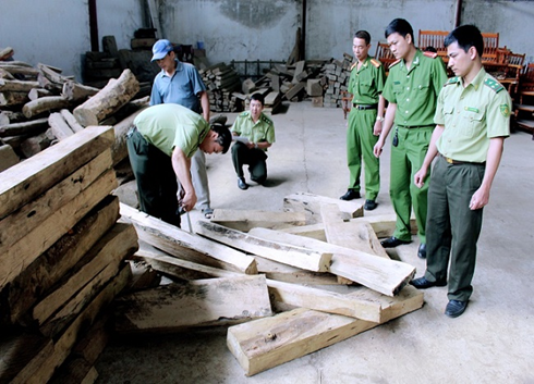 Cán bộ Kiểm lâm Sơn La kiểm tra tang vật.  Ảnh minh họa: baotainguyenmoitruong