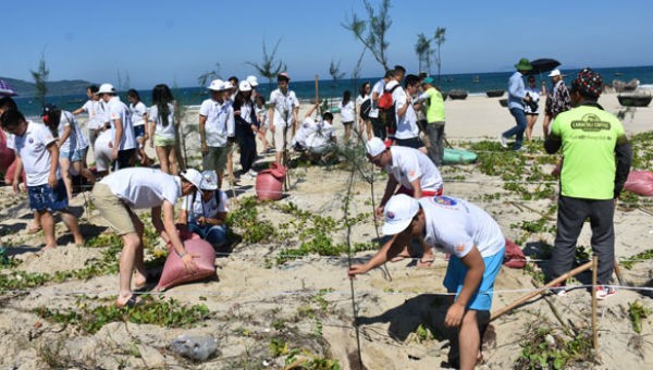 Các đại biểu dự Trại hè Việt Nam 2016 tham gia trồng cây phi lao nhằm cải tạo môi trường biển tại Đà Nẵng. Ảnh: Trại hè Việt Nam.