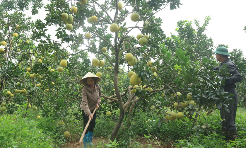 Mô hình trang trại của Hộ bà Phùng Thị Thơ ở huyện Ba Vì. Ảnh: Cổng TTĐT huyện Ba Vì.