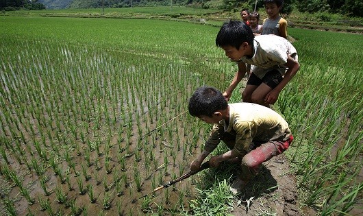 Hàng ngày, tầm 10 giờ, nhóm trẻ người Mường ở xóm Lở lại rủ nhau đi quanh những thửa ruộng ở thung lũng Lũng Vân để săn bắt cá cải thiện bữa cơm của gia đình.