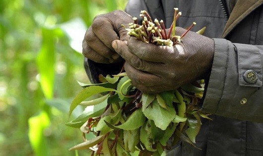  Chất ma túy Cathinone có trong “lá khat” bị cấm sử dụng, kể cả trong y tế và nghiên cứu khoa học.
