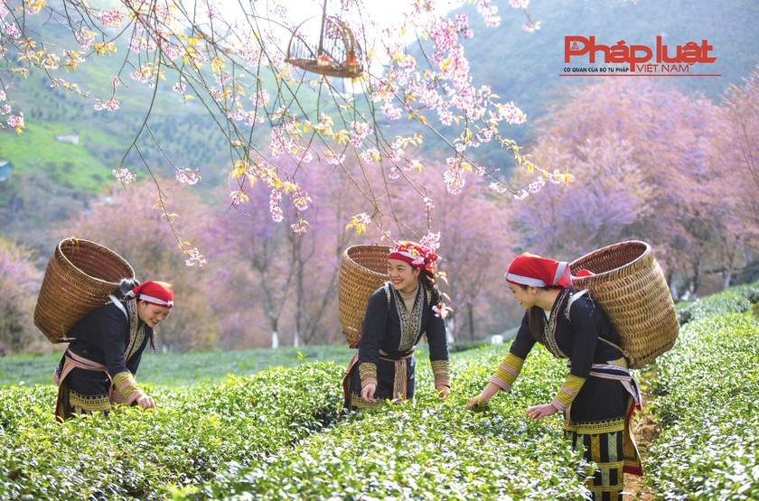 Đồi chè Ô Long Sa Pa vào mùa đông đẹp như tranh vẽ 