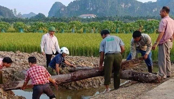 Hai cọc gỗ nghìn năm tuổi phát hiện bên sông Bạch Đằng được lấy mẫu giám định