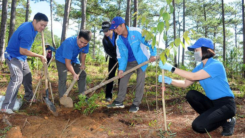 Đẩy mạnh trồng cây sau giải toả góp phần đảm bảo độ che phủ rừng.