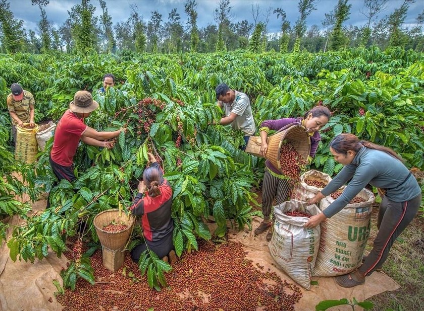 Cà phê là một trong những nông sản chủ lực của Lâm Đồng.