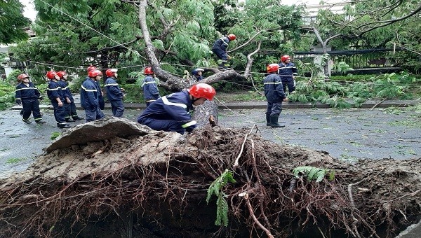 Nhiều cây xanh bị gãy đổ do ảnh hưởng cảu bão số 5.