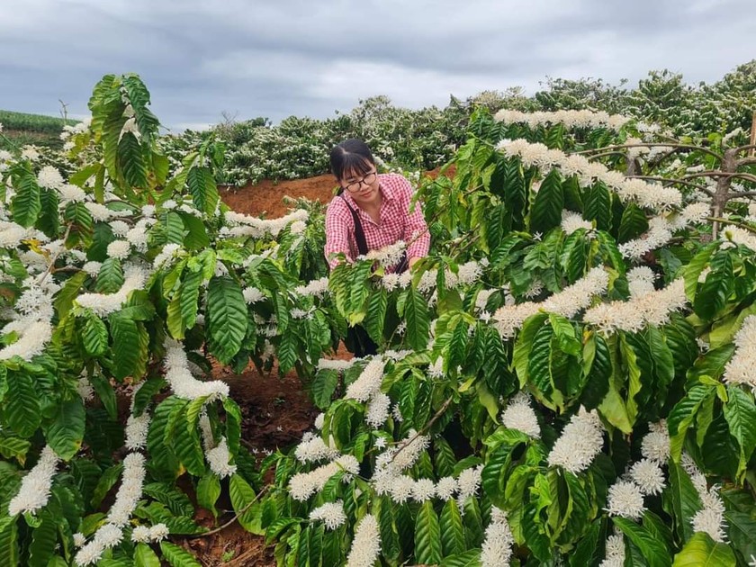 Về Gia Lai thưởng thức cà phê