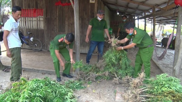 Trồng trái phép hàng trăm cây cần sa để nuôi gà