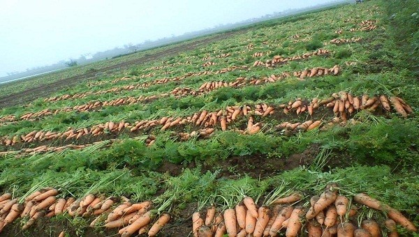 Hiếm có loại nông sản nào mà thị trường tiêu thụ có tới 80% là xuất khẩu như củ cà rốt nơi đây.