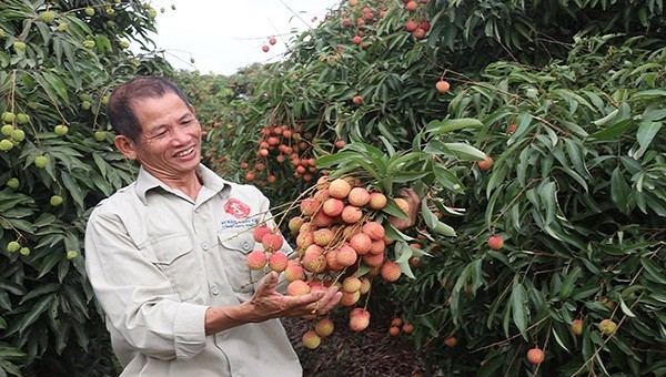 Người dân ở Thanh Hà phấn khởi vì trà vải sớm được giá. (Ảnh Lương Hà) 