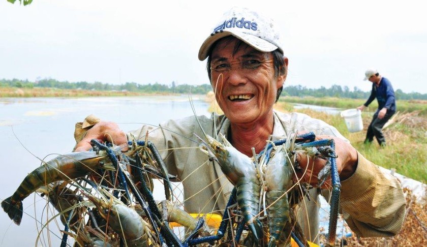 ​Nuôi tôm càng xanh VietGAP (Hình minh họa).