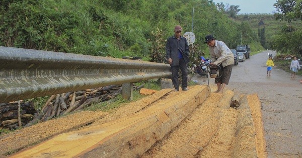 Công nhân dùng máy cưa để cắt nhỏ những phách gỗ to trước khi đưa lên xe cẩu