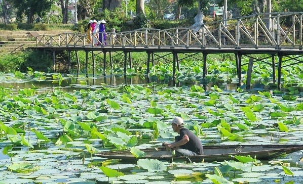 Những búp sen xanh gối tiếp loạt sen đang nở hứa hẹn một mùa sen trắng cổ Huế hồi sinh trên hồ Tịnh Tâm.