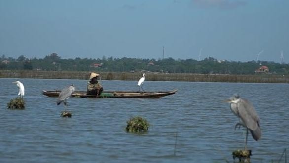 Nhiều loại chim cò mắc bẫy do người dân ngụy trang trên các cánh đồng.