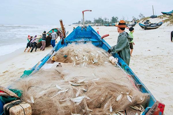 Sau 4-5h ra khơi đánh bắt, ngư dân Quảng Bình trung bình thu được khoảng hơn 3 tạ cá trích.