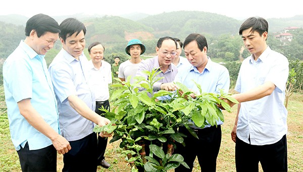 Chủ tịch UBND tỉnh Phú Thọ Bùi Văn Quang kiểm tra mô hình bưởi đặc sản của huyện Đoan Hùng.
