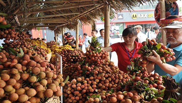 Bắc Giang sẵn sàng đưa quả vải lên đường xuất ngoại