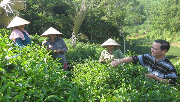 Người dân sản xuất chè an toàn theo những kỹ thuật mới.