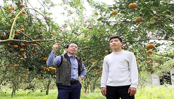 Trong niên vụ vừa qua, bà con tại các vùng trồng cam của tỉnh Hà Giang đã “trúng lớn” khi giá cam sành bình quân cao đôi, gấp ba so với những năm trước.