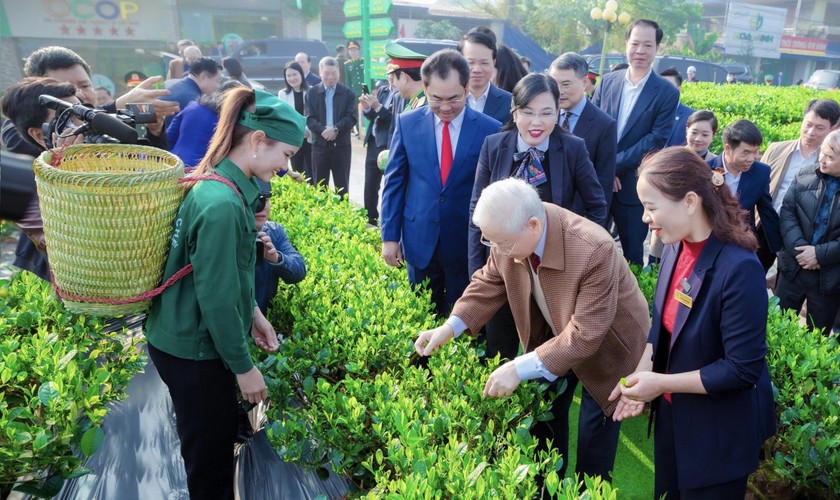 Tổng bí thư BCH TW Đảng Cộng Sản Việt Nam, Nguyễn Phú Trọng thăm HTX chè Hảo Đạt ngày 10/01/2023. (Ảnh: Lê Hanh)