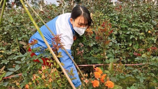 Người trồng hoa tại làng hoa Mê Linh (Hà Nội) lo lỗ vốn do giá hoa  hiện chỉ từ 500 -1.000 đồng/bông