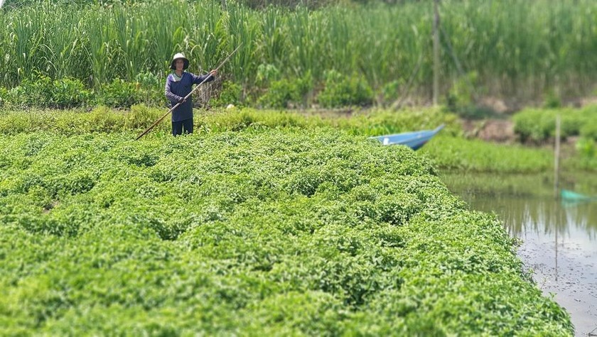 Những cánh đồng sương sáo trải dài xanh ngát. (Ảnh: Huỳnh Xây)