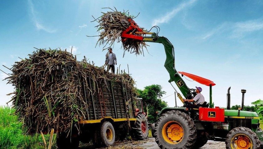 Ngành mía đường trong nước gặp nhiều khó trước sức ép cạnh tranh đường giá rẻ từ Thái Lan.