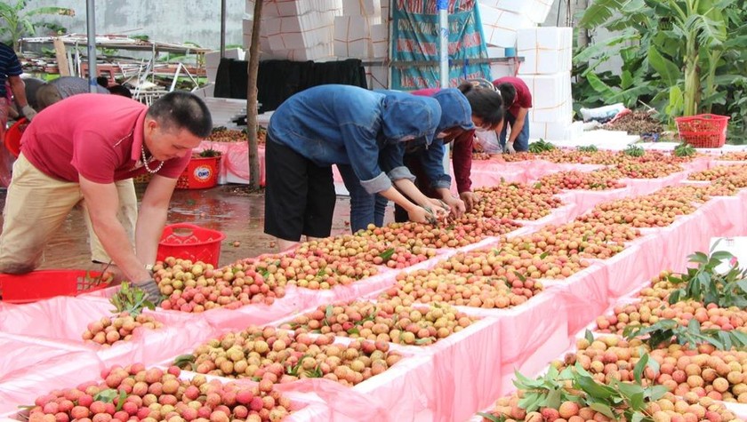 Kế hoạch tiêu thụ vải thiều của tỉnh Bắc Giang được xây dựng với 3 kịch bản.