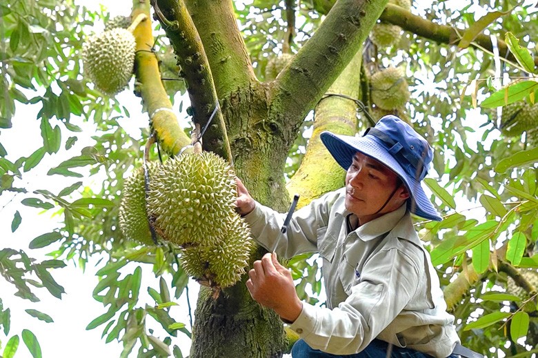 Tính đến nay Việt Nam đã có 293 vùng trồng và 115 cơ sở đóng gói sầu riêng được phía Trung Quốc cấp mã số xuất khẩu chính thức vào thị trường nước này.