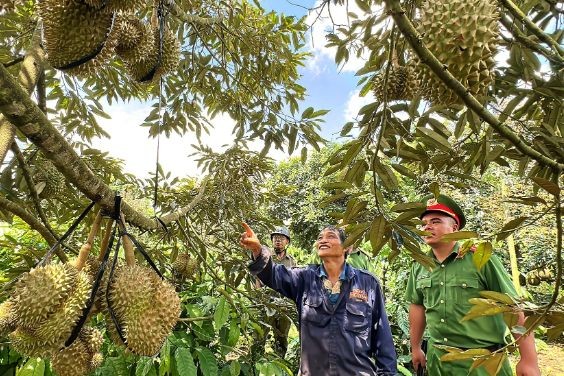 Huyện Cư M’gar (Đắk Lắk) có hơn 1.000ha sầu riêng kinh doanh, sản lượng thu hoạch niên vụ 2023 ước khoảng trên 20.000 tấn. (Ảnh minh họa).