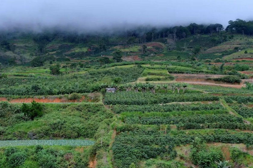  Là một quốc gia nông nghiệp, chủ động ứng phó với BĐKH là một trong những quyết sách lớn của đất nước. (Nguồn: Laurent Weyl/The Conversation) 