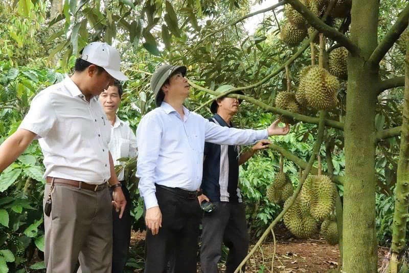 Bí thư Krông Pắc Trần Hồng Tiến (người đội mũ cối) thăm trang trại sầu riêng của người dân.