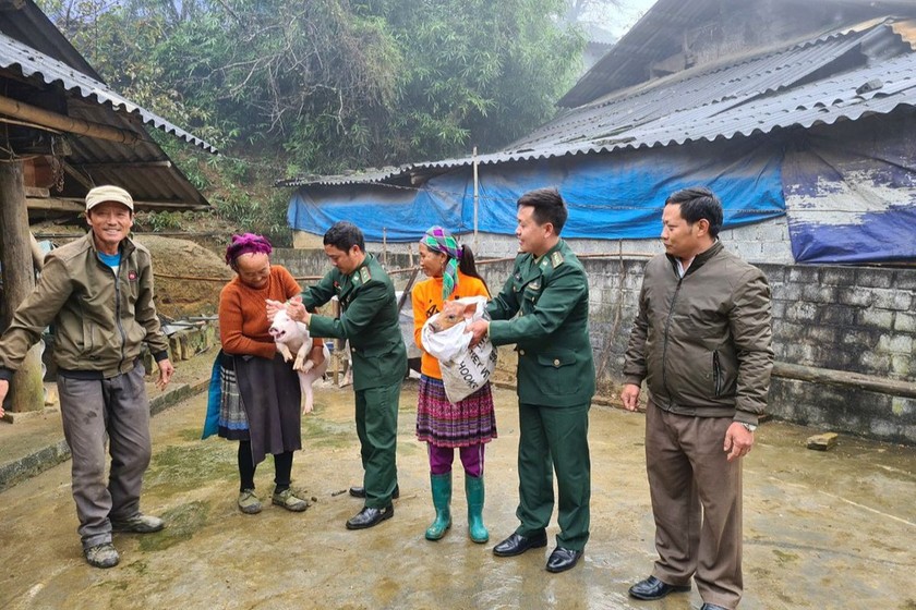 Cán bộ Đồn Biên phòng triển khai mô hình hỗ trợ lợn giống sinh sản và tách con giống cho hộ nghèo khác. (Ảnh: Trung Hiếu) 