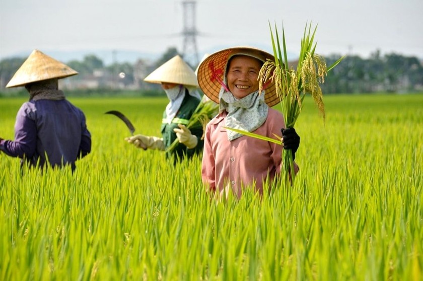 Ảnh minh họa.