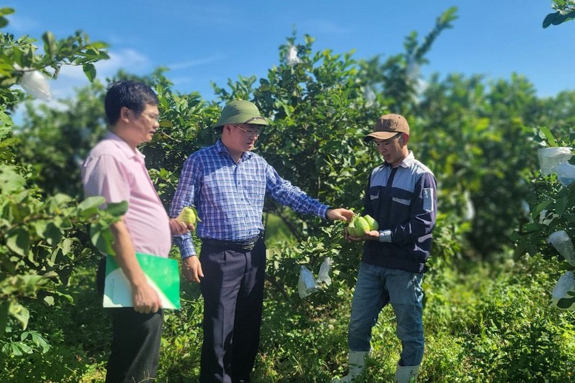 Vốn chính sách giúp các hộ dân miền núi Minh Hoá, Quảng Bình đầu tư vườn cây ăn trái.