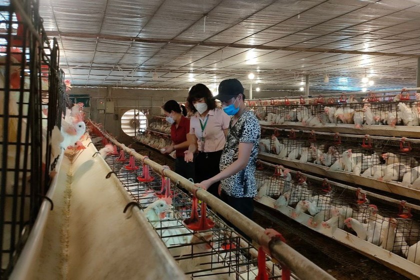 Cán bộ NHCSXH kiểm tra mô hình nuôi gà đẻ của anh Bùi Xuân Chiến thôn Trung Hạ Đại Vượng, xã Thanh Nguyên.