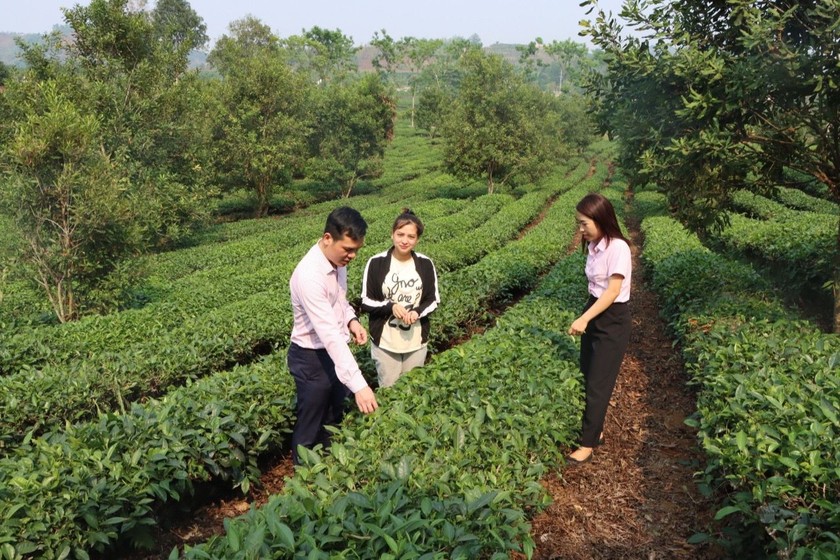 Vốn chính sách góp phần phủ xanh đồi trọc bằng cây chè , cây ăn quả nhãn xoài ở cao nguyên Mộc Châu, Yên Châu.