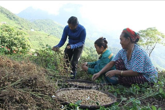 Người dân xã Nậm Cắn, huyện Kỳ Sơn chuyển đổi từ trồng lúa nương sang trồng lạc mang lại hiệu quả kinh tế cao, góp phần xóa đói giảm nghèo. (Ảnh: Văn Tý/TTXVN)